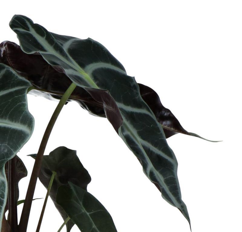 Alokazja Polly  14 cm