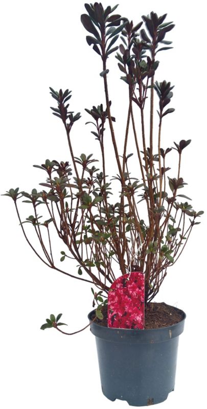 Japonská azalka v odrodách P18