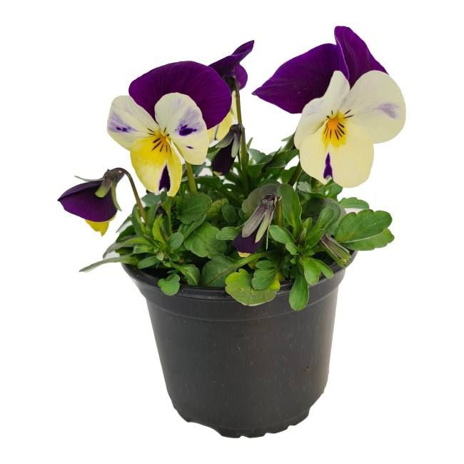 Pansy hrniec, 9 cm