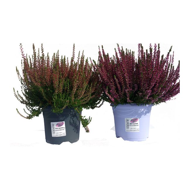 Calluna vulgaris Garden Girls C2