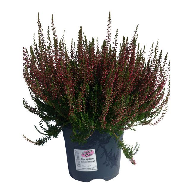 Calluna vulgaris Garden Girls C2