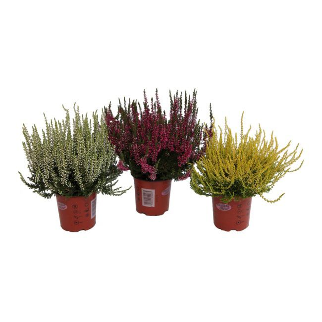 Calluna vulgaris Garden Girls P11