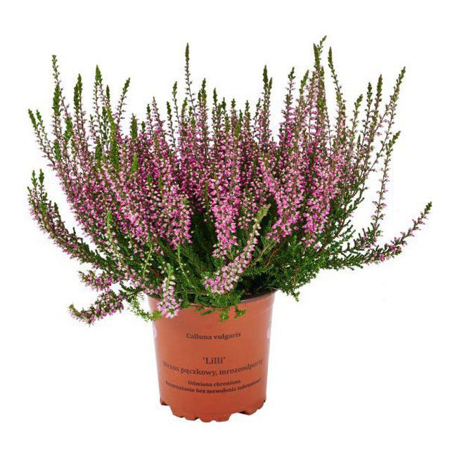 Calluna vulgaris Garden Girls P11