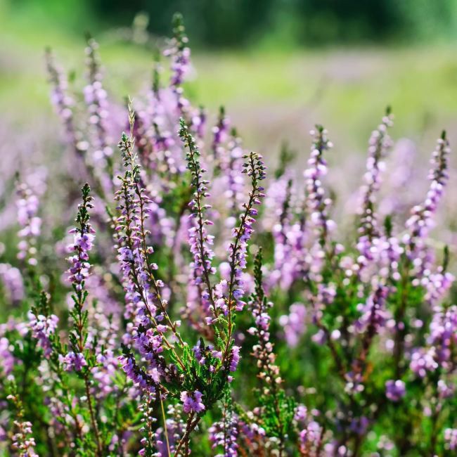 Calluna vulgaris odroda plná P11