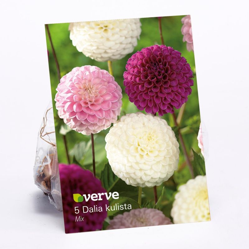 Guľôčkové georgínové žiarovky Verve mix 5 ks.