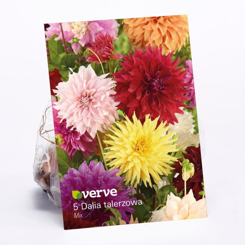 Cibuľky georgín Verve Dinnerplate mix 5 ks.