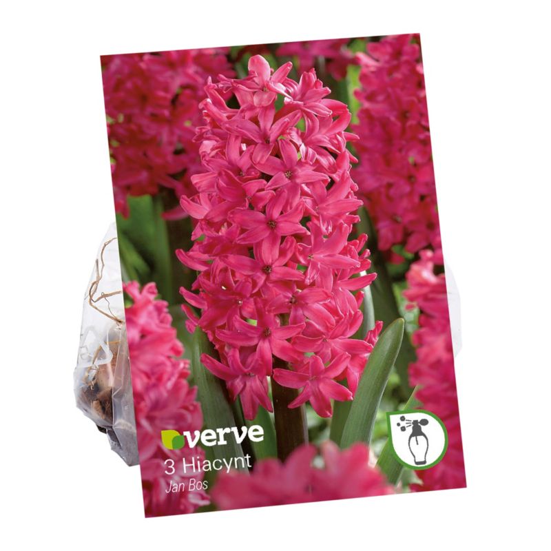 Hyacintové žiarovky Verve Jan Bos 3 ks.