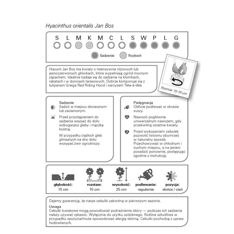Hyacintové žiarovky Verve Jan Bos 3 ks.