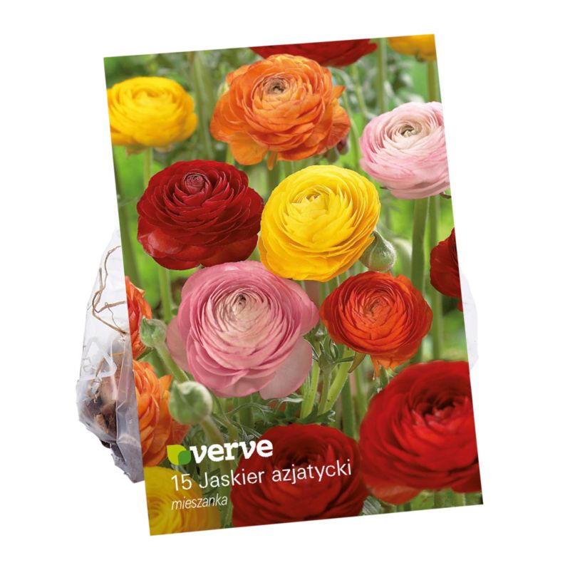 Jesenné cibuľky masliakov Verve mix 15 ks.