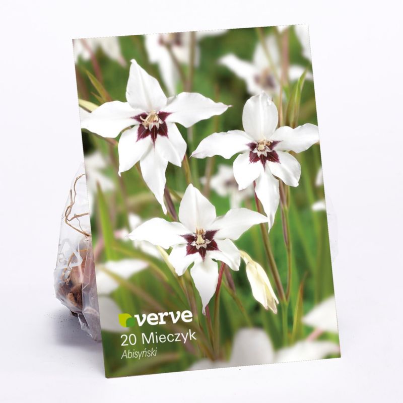 Žiarovky verve habešských gladiol