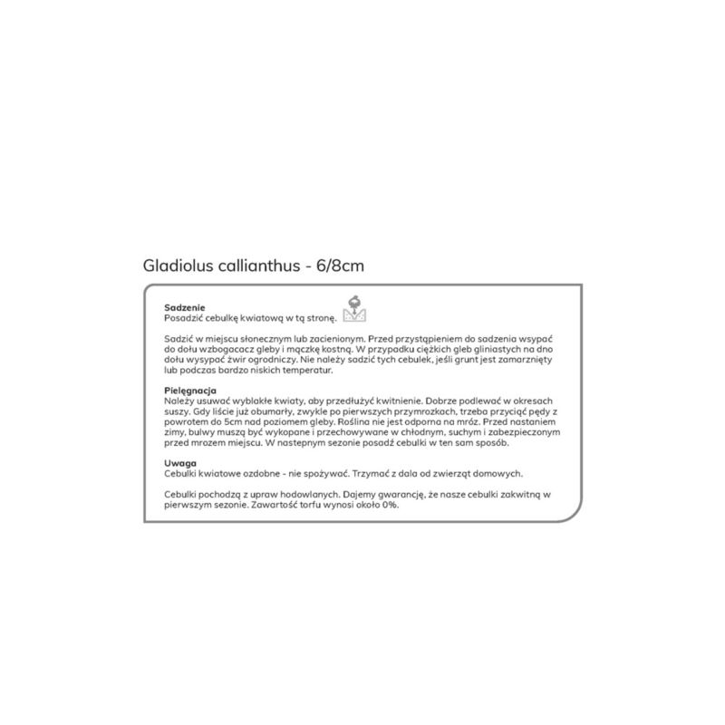 Žiarovky verve habešských gladiol