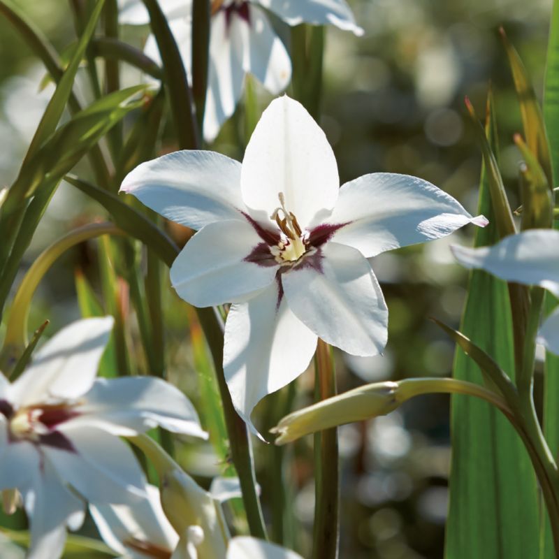 Žiarovky verve habešských gladiol