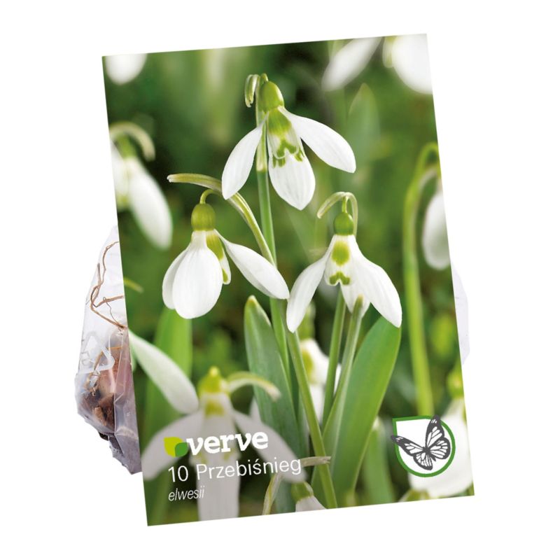 Cibuľa snežienka verve 5 ks.