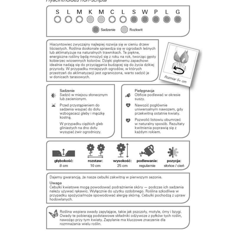 Cibuľa snežienka verve 5 ks.