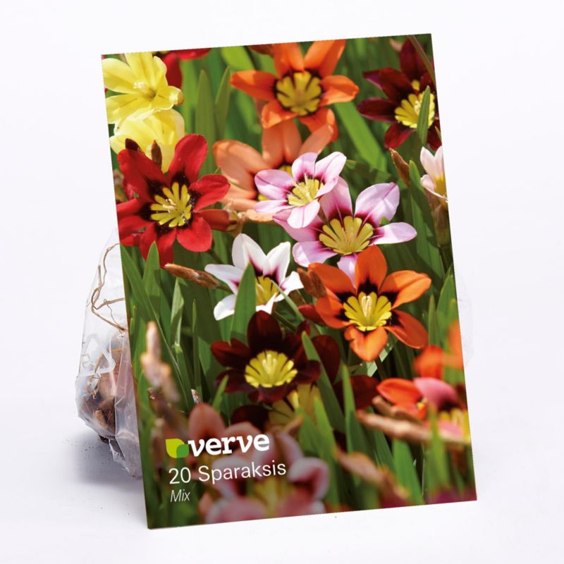 Sparaksis cibuľa Verve mix