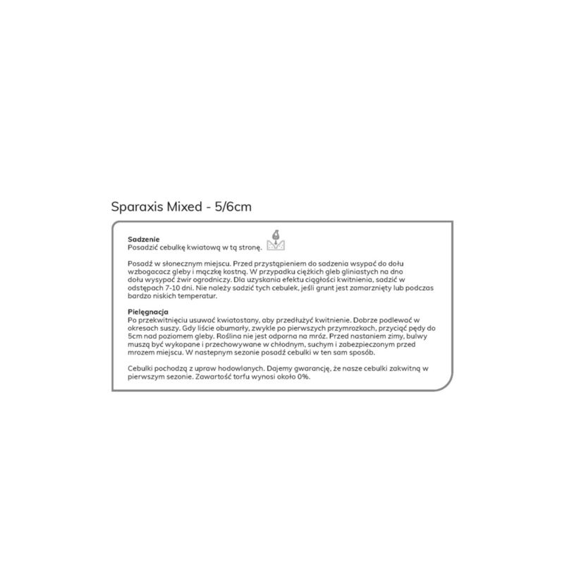 Sparaksis cibuľa Verve mix