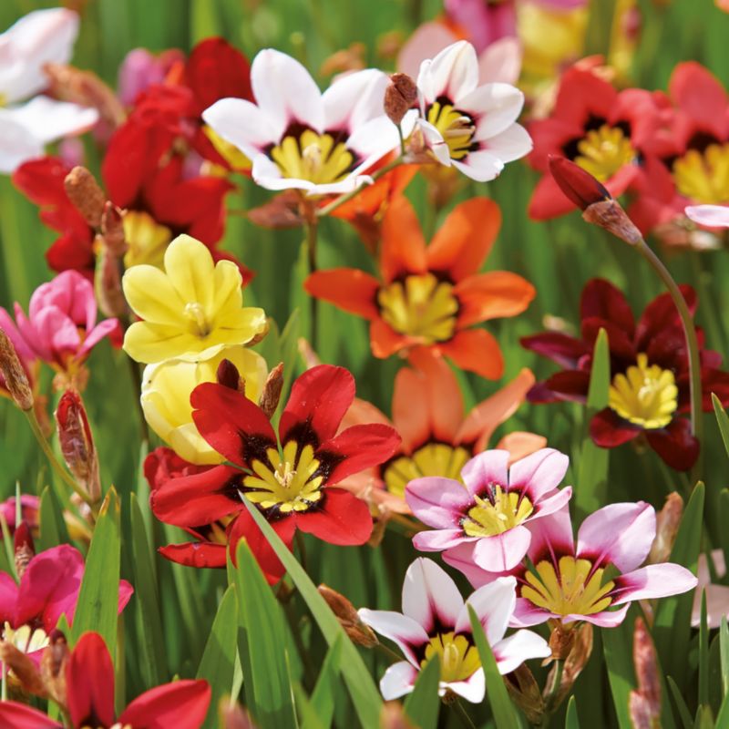 Sparaksis cibuľa Verve mix