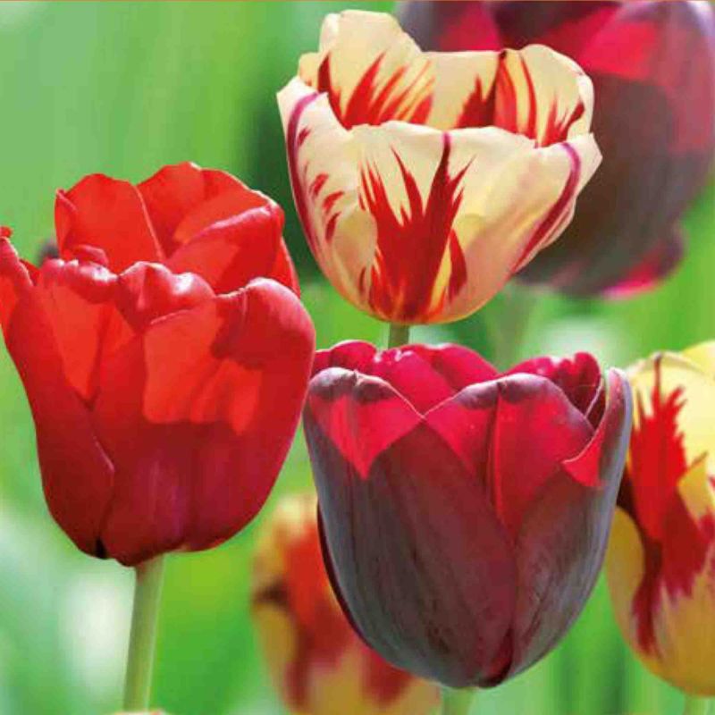 Dvojité skoré tulipánové cibuľky Verve mix 25 ks.