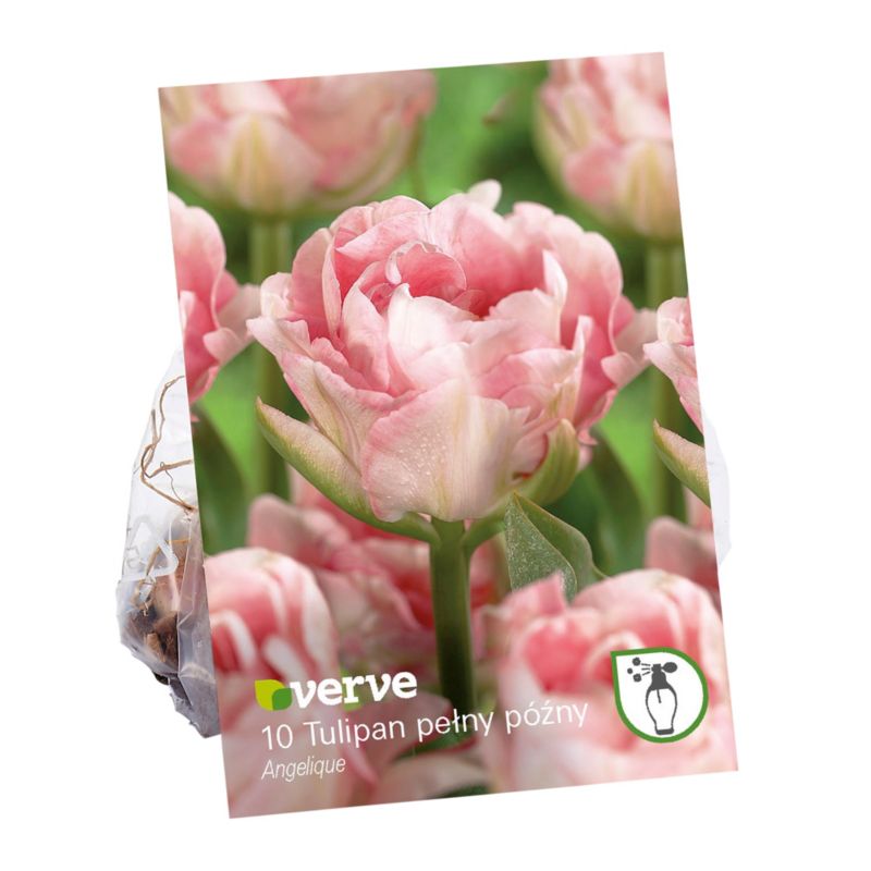 Cibule tulipánov Verve Angelique 10 ks.