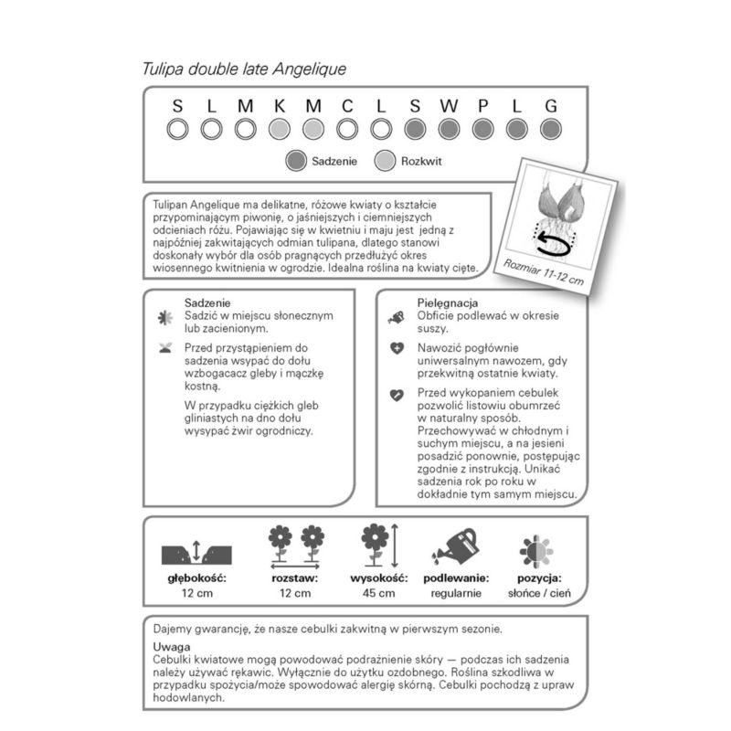 Cibule tulipánov Verve Angelique 10 ks.