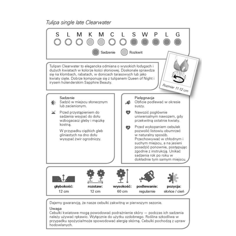Cibuľky tulipánov Verve Clearwater 10 ks.