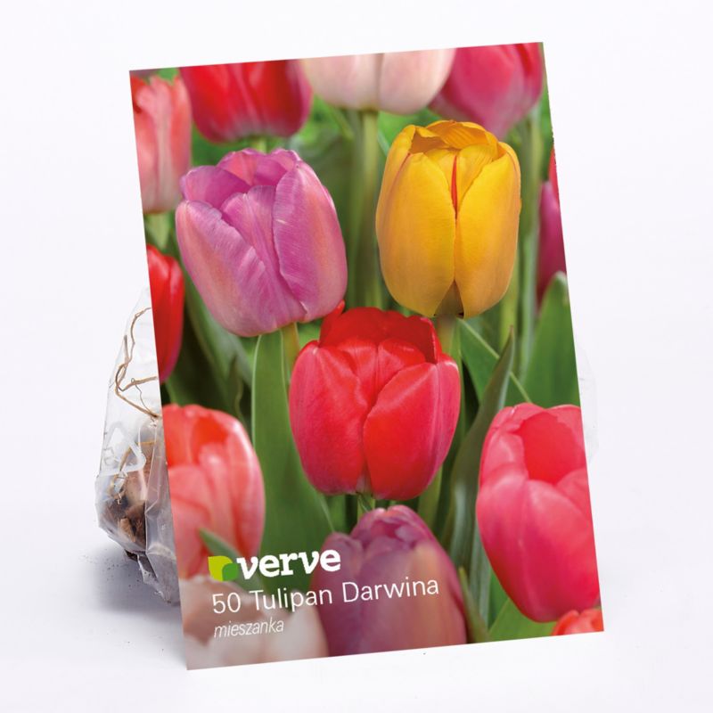 Cibule tulipánov Verve Darwin Hybrid mix 60 ks.