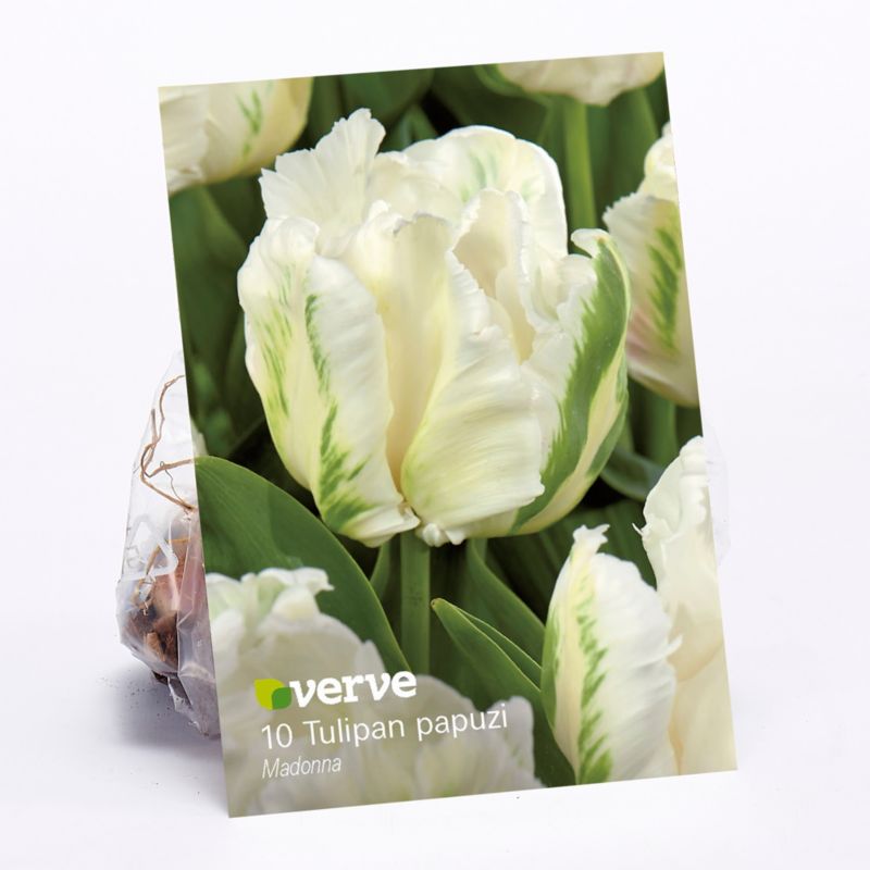 Cebule tulipán Verve Madonna