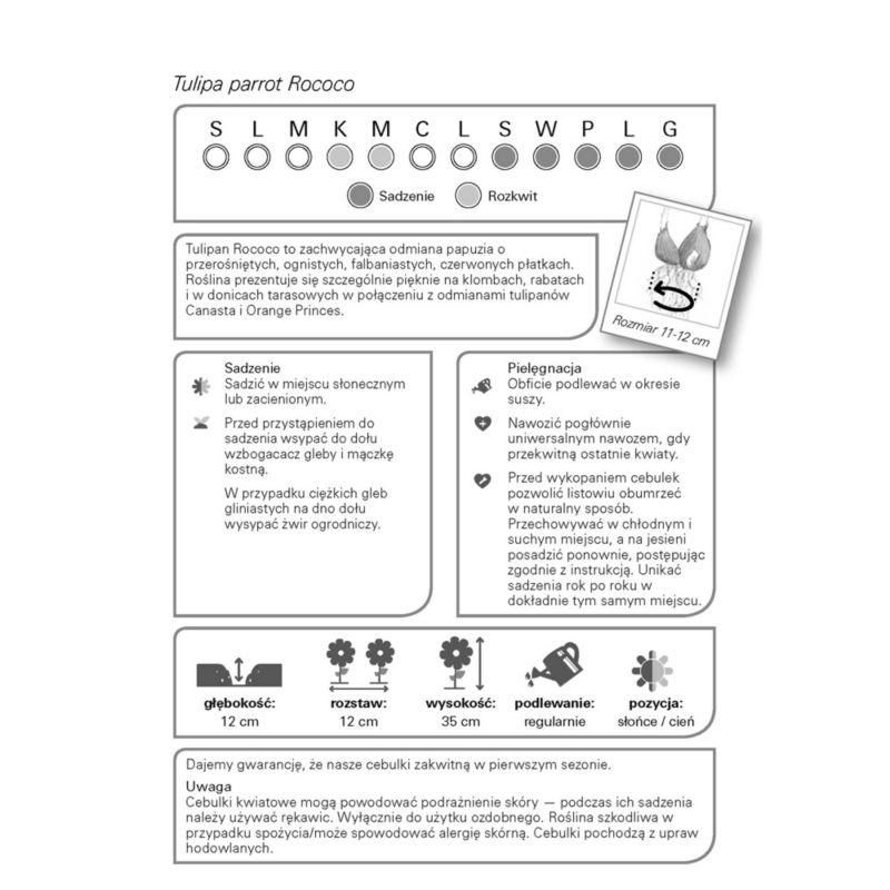 Cibuľky tulipánov Verve Rokoko 10 ks.