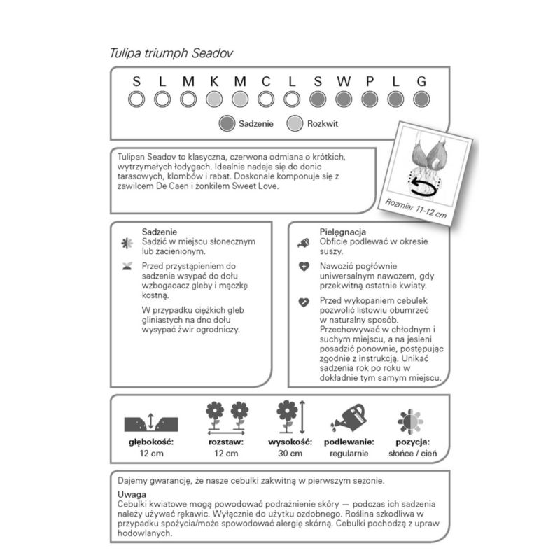 Cibule tulipánov Verve Seadov 10 ks.