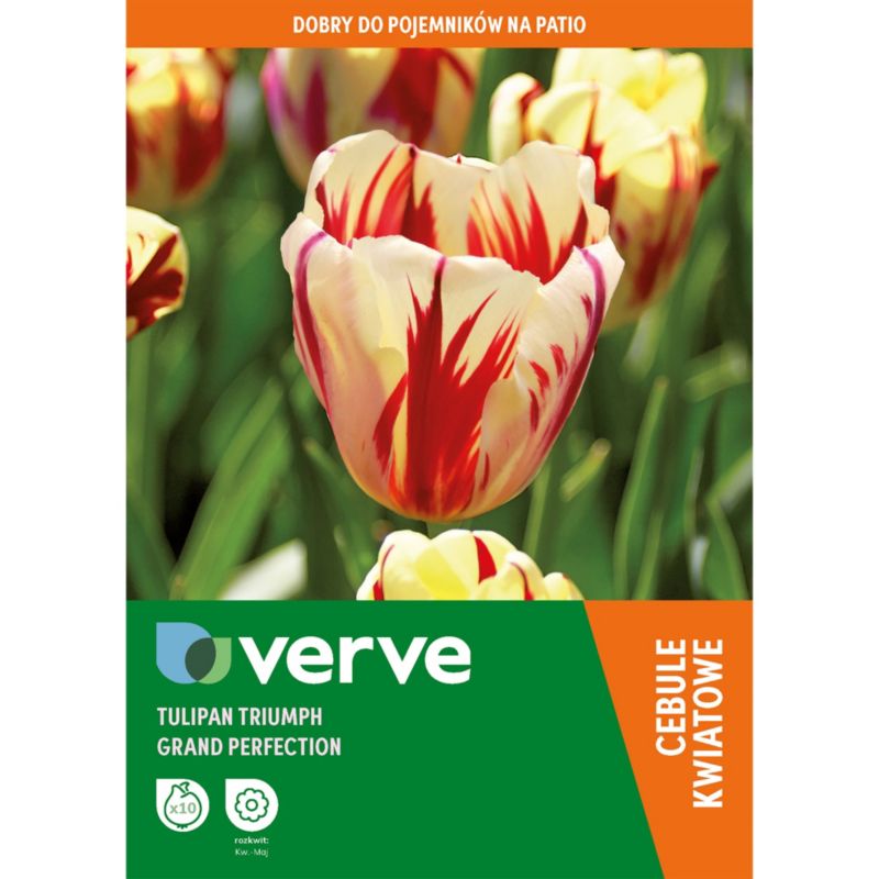 Tulipán Cebule Verve Triumph veľká dokonalosť
