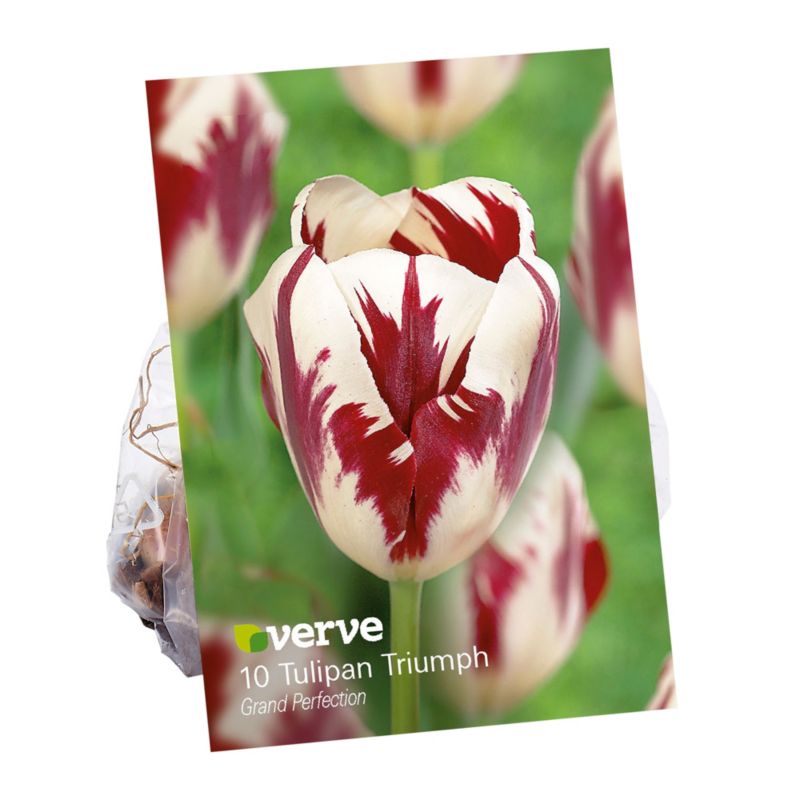 Tulipán Cebule Verve Triumph veľká dokonalosť