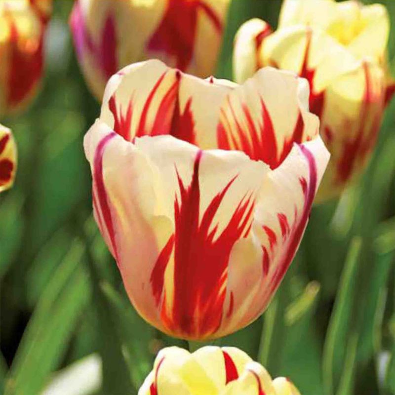 Tulipán Cebule Verve Triumph veľká dokonalosť