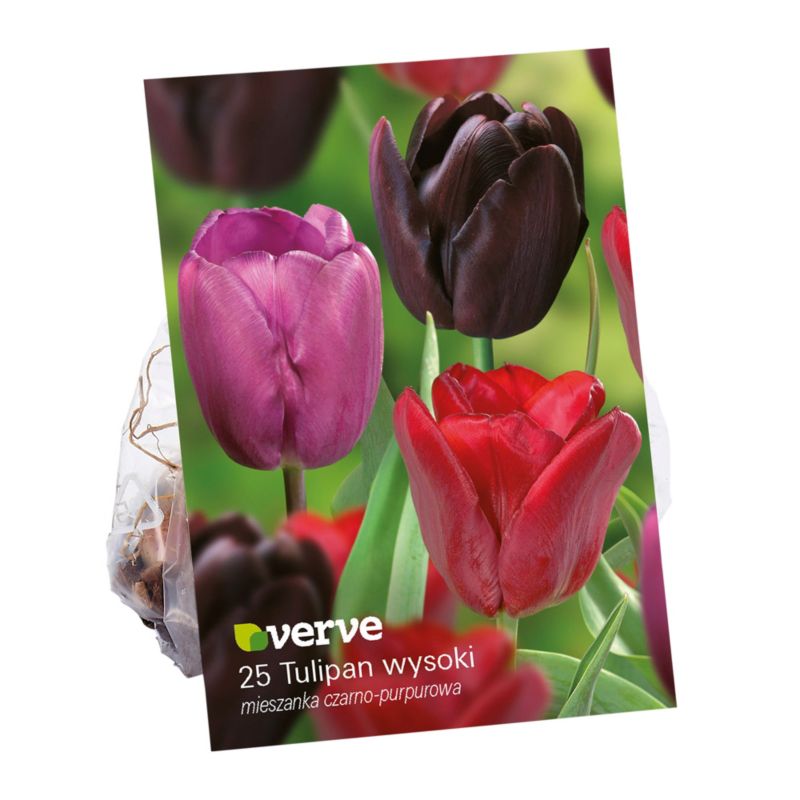 Verve vysoké tulipánové cibuľky čierna a fialová mix 25 ks.