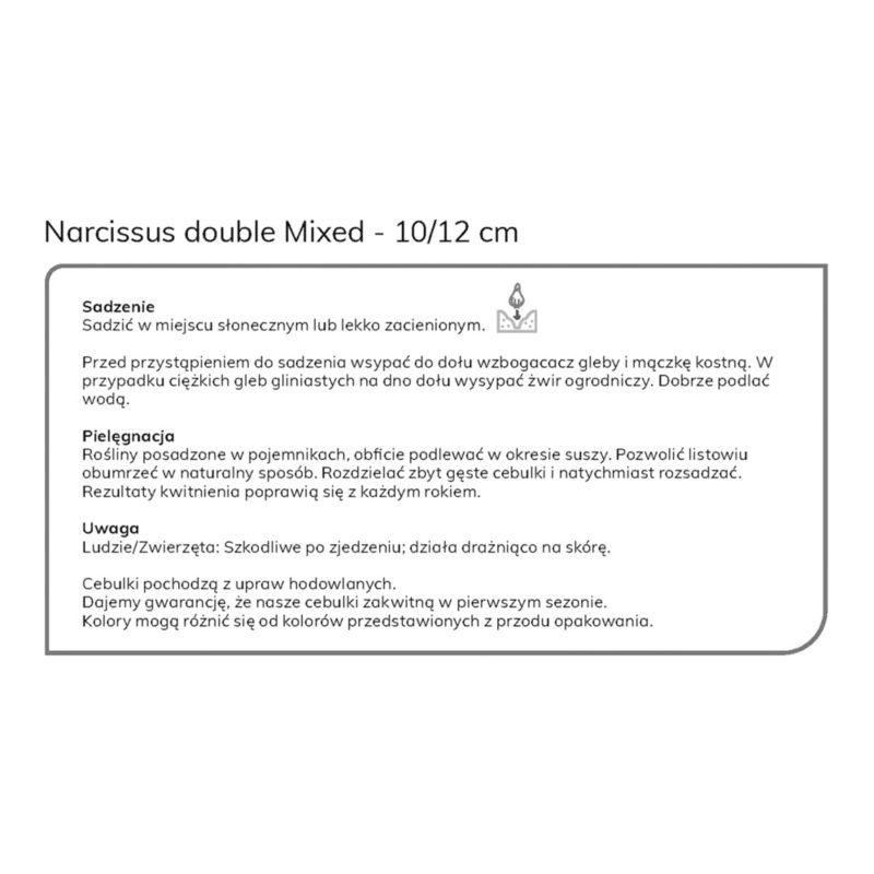 Vysoké cibule narcisov, dvojitá Verve mix, 20 ks.