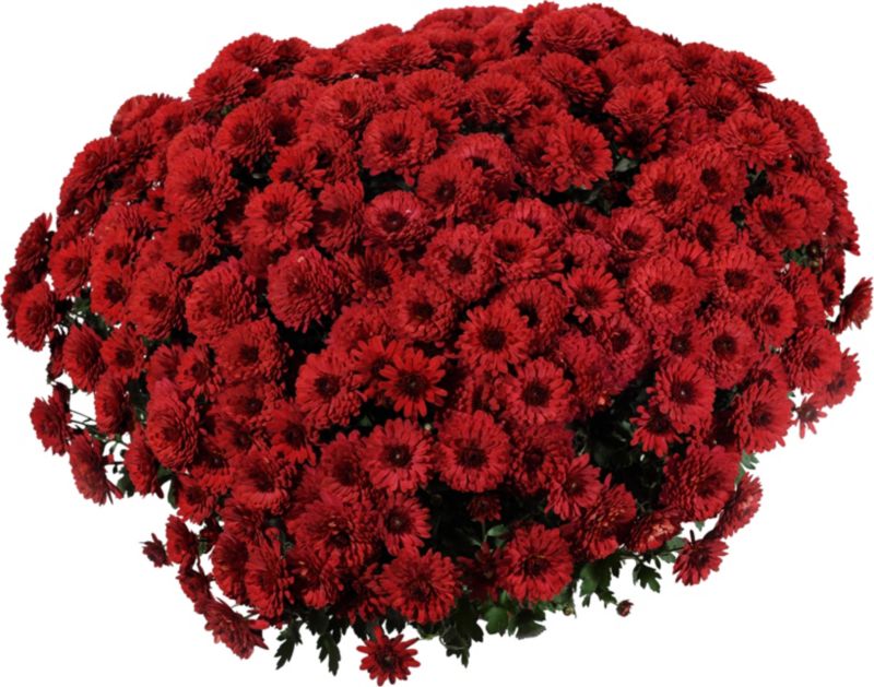 Chryzantémová miska drobnokvetá, 21 cm