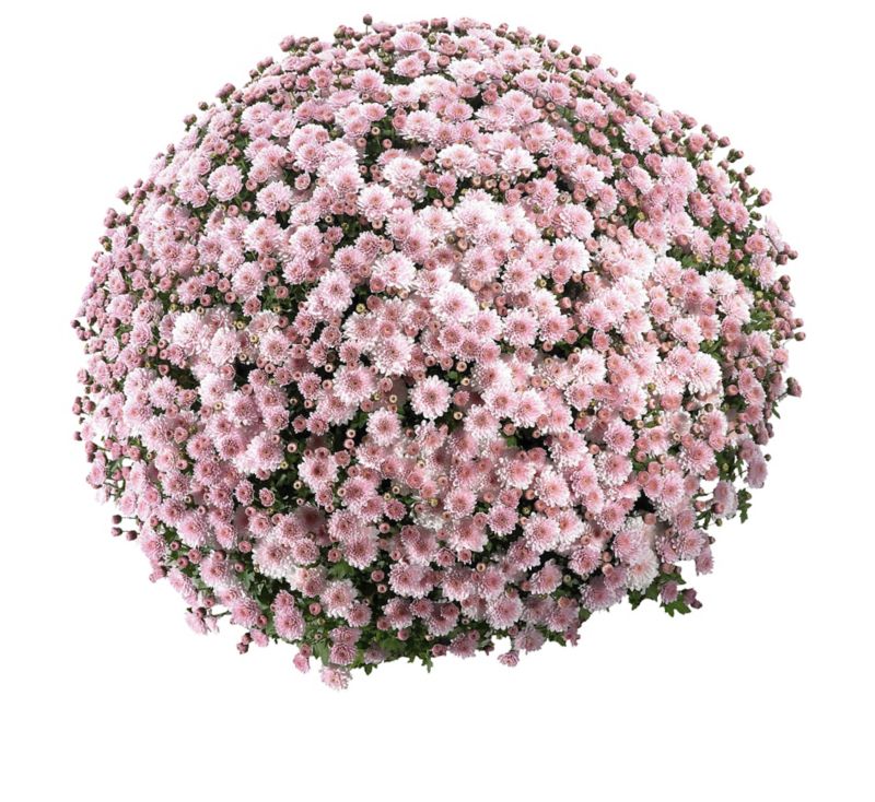 Chryzantémová miska drobnokvetá, 21 cm