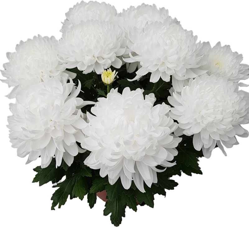 Viackvetá chryzantéma extra