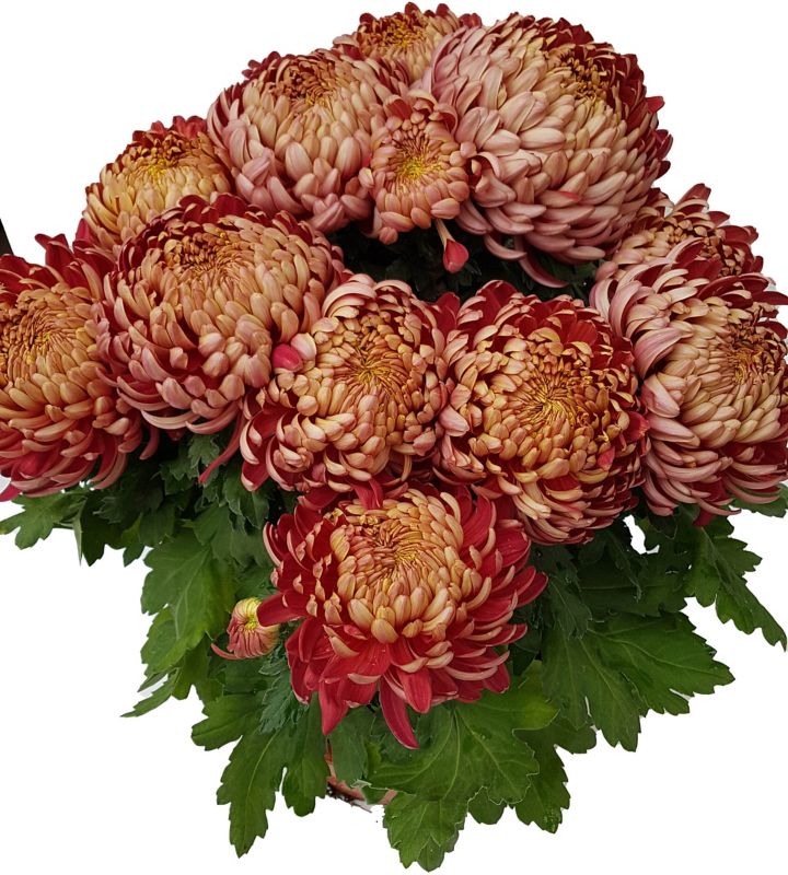 Viackvetá chryzantéma extra