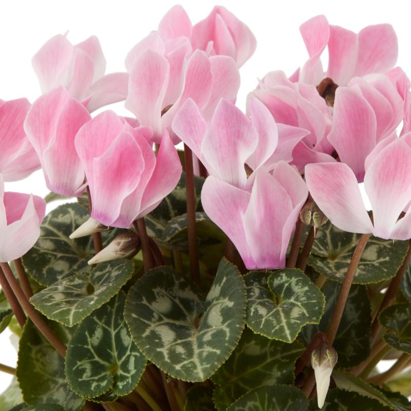 Cyklámen  10,5 cm mix