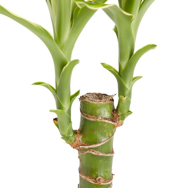 Hrniec Dracaena 11 cm