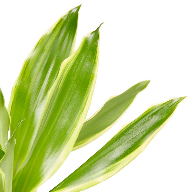 Hrniec Dracaena 11 cm