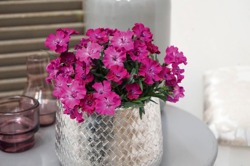 Karafiát Scully 11 cm