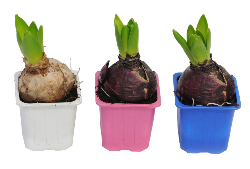 Hyacint v 17 cm kvetináči