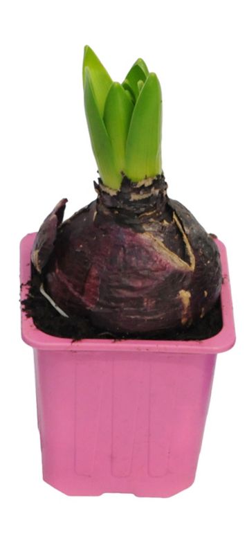 Hyacint v 17 cm kvetináči