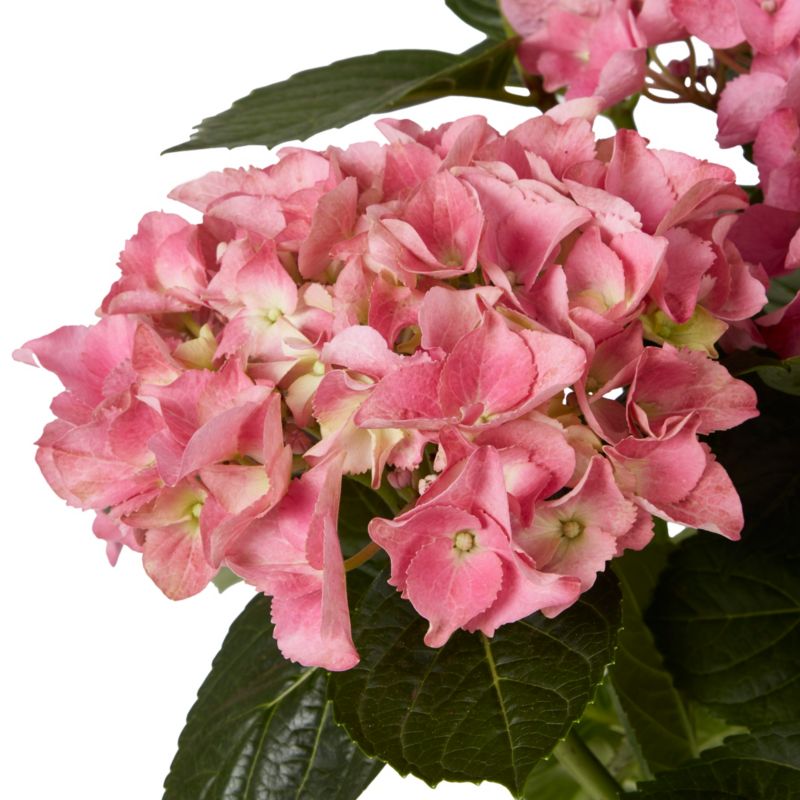 ružová hortenzia 5 l