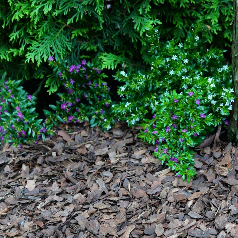 Sobex Primo ihličnatá kôra 80 l