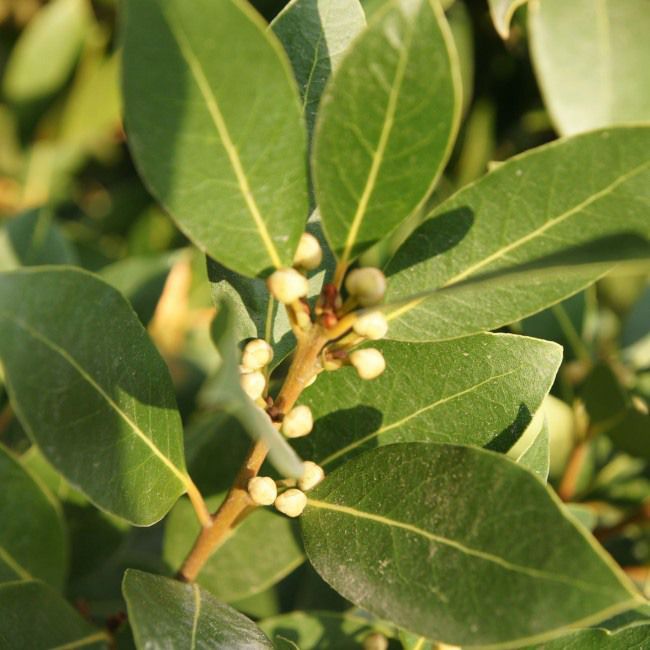 Laurus Laurus nobilis, hrniec 14 cm