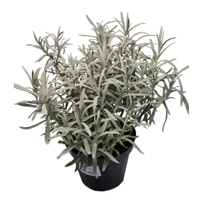 Trvalka levanduľa 25 cm, črepník 14 cm