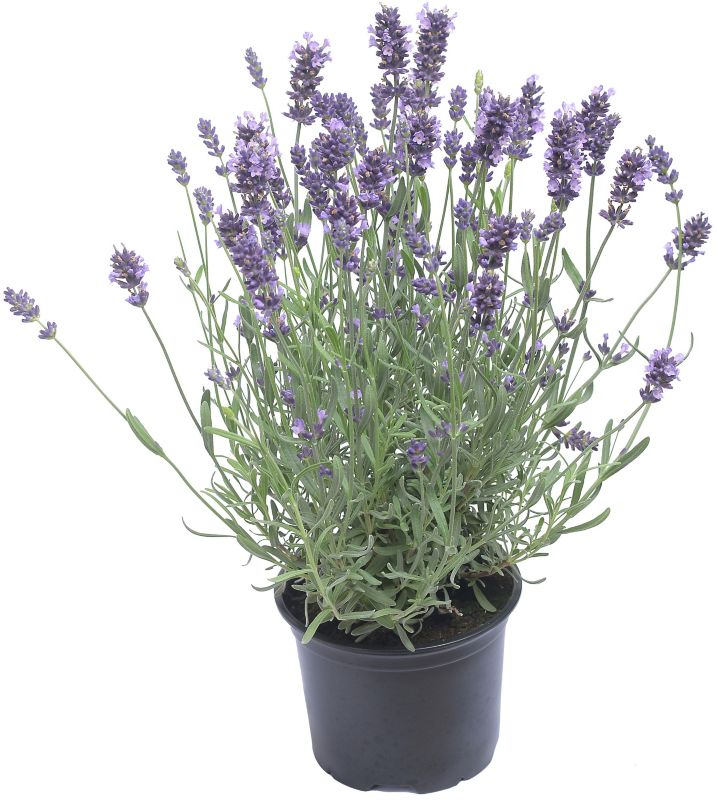 Kvetináč levanduľa 11 cm, výška 23 cm