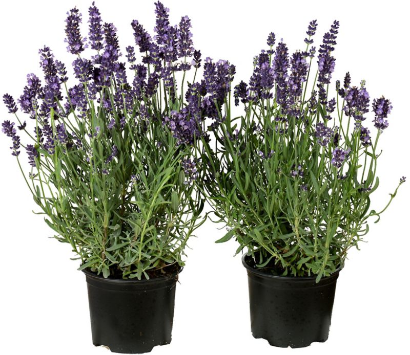 Levanduľový kvetináč 12 cm, výška 28 cm